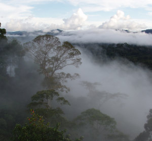 Mist over a tropical forest canopy after a storm on Borneo