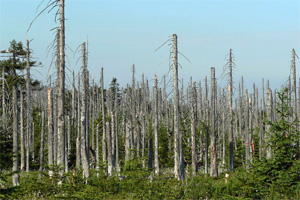 Damage caused by acid rain