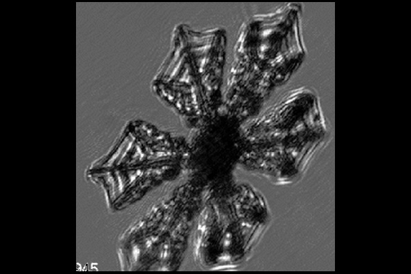 These crystals are typically formed at temperatures around -15C at supersaturations greater than those at which plates form, but less than those at which broad branched crystals (above) form. There is however a range of temperatures and supersaturations between about -13 and -17C at which these crystals may form.