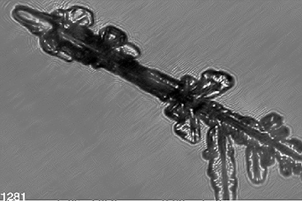 This image is of a fragment of a dendrite crystal. A full dendrite has six such branches originating from a single point. Dendrites form at temperatures around -15C and supersaturations greater than water saturation.