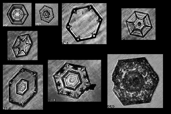 Plates are formed at a wide range of temperatures warmer than -40C and at a wide range supersaturations. Plate thickness is also dependant on temperature and supersaturation and at temperatures between -20 and -30C, close to water saturation skeletal plates are observed. The thin plates in this figure probably formed at temperatures between -10 and -20 close to water saturation.