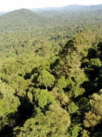 View over a tropical rain forest