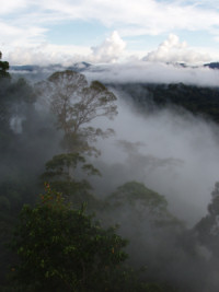 View over a tropical rain forest in the Danum Valley Conservation Area