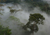 View of the forest from the Bukit Atur GAW tower