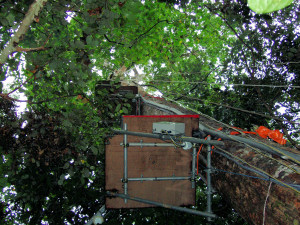 In canopy tree platforms