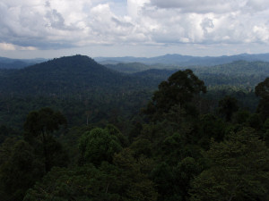 Above Canopy