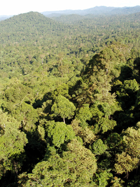 South East Asian rainforest