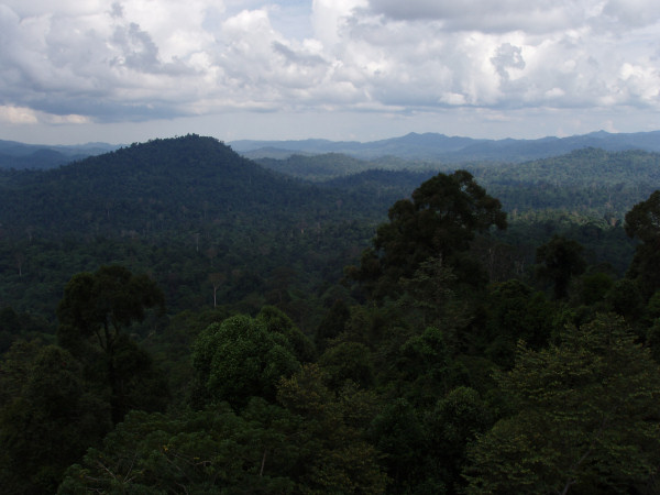 Above Canopy