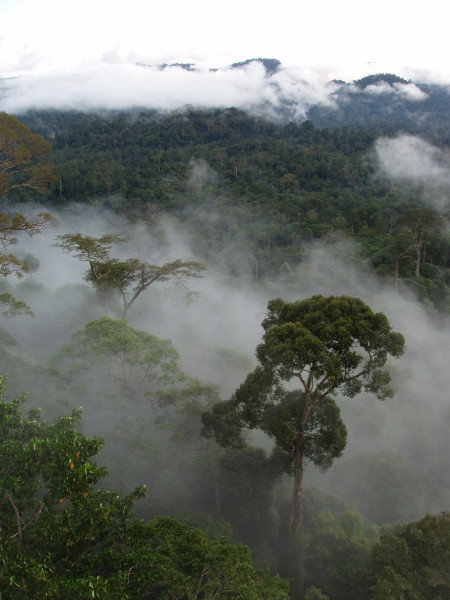 Above Canopy