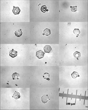 Rimed ice crystals observed in the cloud chamber