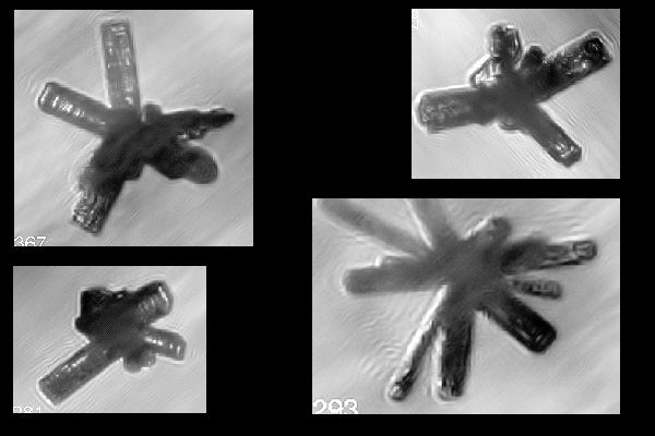 Rosettes are formed at temperatures below about -50C, often at quite high supersaturation (typically greater than water saturation) and are often found in frontal or aged anvil cirrus cloud. It is thought that these crystals grow from supercooled drops (or possibly haze droplets) which have undergone homogeneous freezing.