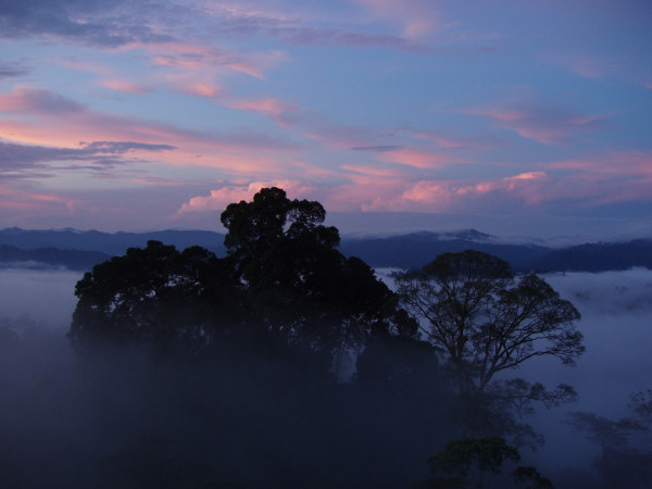 Above Canopy