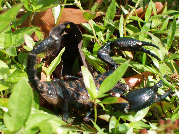 Wildlife